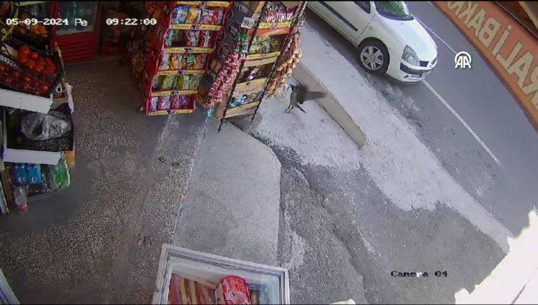 Bakkaldan cips çalan karga suçüstü yakalandı! Etrafı kolaçan etti paketi alıp kaçtı - Resim: 30